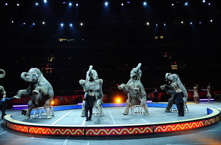 A Day At The Ringling Brothers Circus